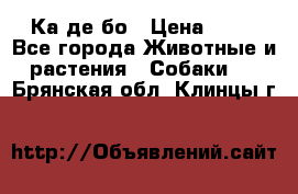 Ка де бо › Цена ­ 25 - Все города Животные и растения » Собаки   . Брянская обл.,Клинцы г.